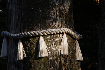 東京赤坂にある氷川神社の巨木
