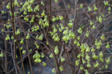 東京ミッドタウンに咲く檀香梅