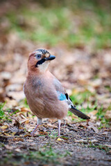 Sójka Garrulus glandarius