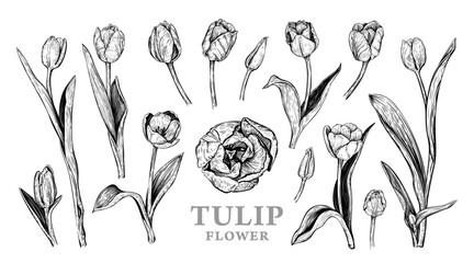 Set of hand drawn Spring Tulip flowers. Vector illustration of plant elements for floral design. Black and white realistic botanical sketch isolated on a white background. Beautiful bouquet of Tulips - 579961743