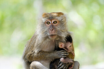 Naklejka na ściany i meble long-tailed macaque with a baby