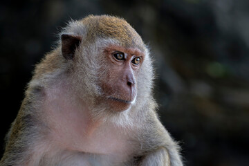 long-tailed macaque, portrait of a monkey