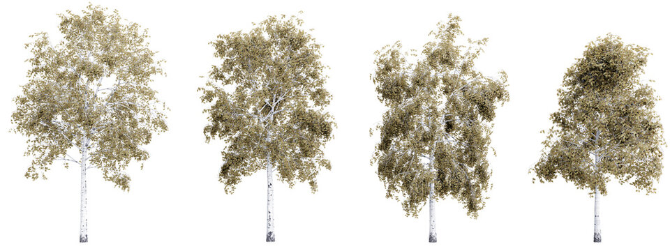 Tree betula pendula on transparent background.3d rendering PNG Set