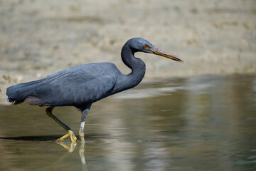 Pacific reef heron, also known as the eastern reef egret © nexusby
