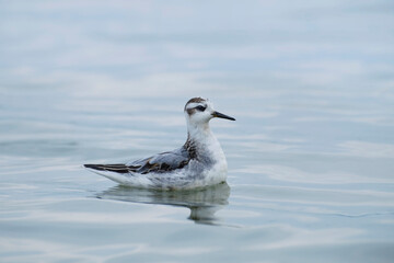 Red phalarope in the water, Phalaropus fulicarius