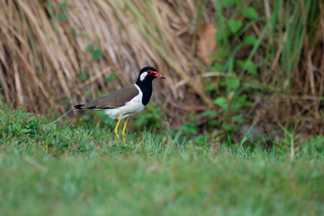Red-wattled lapwing standing in the grass