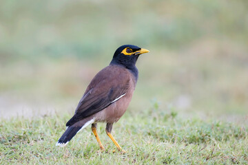 Common myna or Indian myna