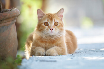 Obraz premium Cute ginger cat on the street