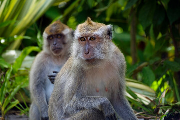 Naklejka na ściany i meble Crab-eating macaques, portrait of monkey