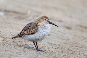 Dunlin on the shore, Calidris alpina