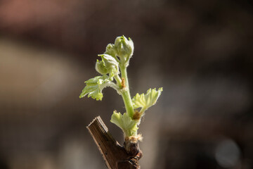 Spring vine buds sprouting with young leaves