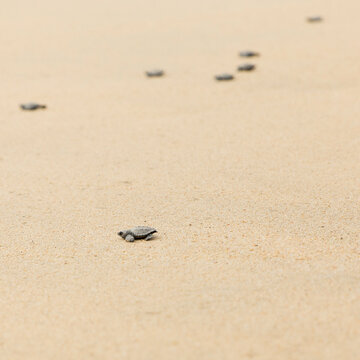 High angle view of hatchlings on sand at beach