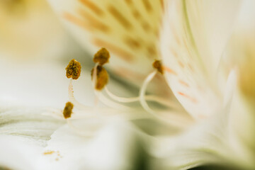 Extreme close-up of flower blooming outdoors