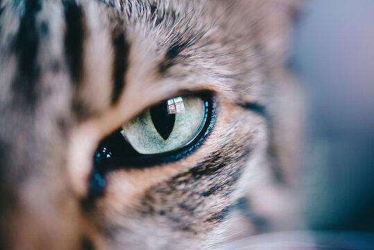 Extreme close-up portrait of tabby cat