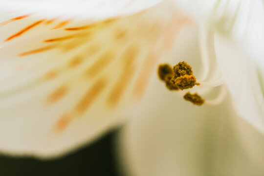 Fototapeta Extreme close-up of flower blooming outdoors