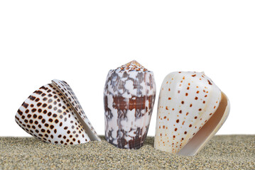 Seashells on the sand isolated on transparent background, PNG.	

