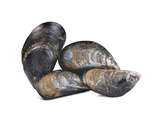 Fresh mussel isolated on transparent background, PNG. - 579964718