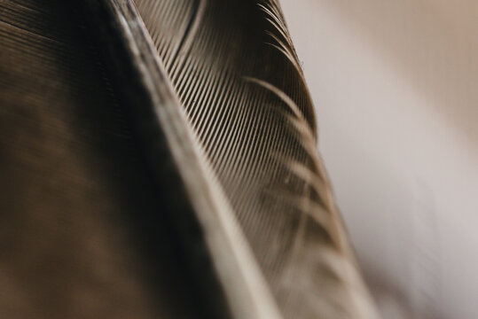 Extreme close-up of feather