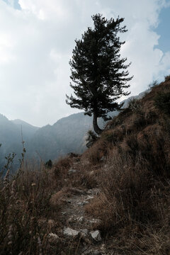 Tree and plants growing on mountain against cloudy sky