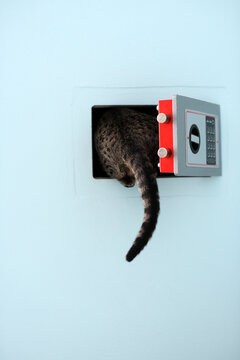 Cat hiding in safe deposit box