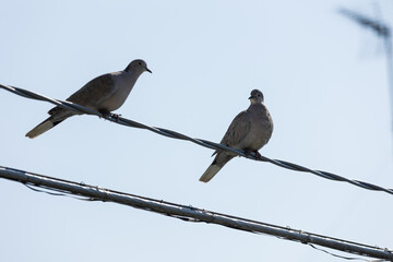 Eurasian collared dove