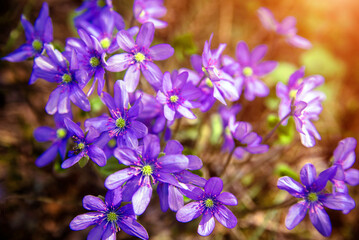 blue snowdrops on a forest glade
