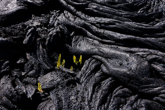 vegetation making its way into lava field