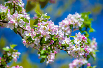 appletree blossom branch in the garden in spring