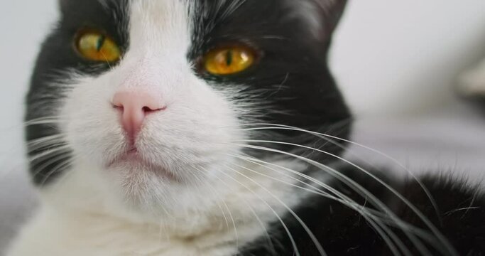 Cat with orange eyes blinks. Close-up portrait of a black and white cat.