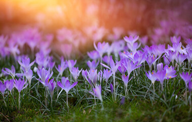 dzikie krokusy fioletowe jako wiosenne tło. purple crocuses	 - obrazy, fototapety, plakaty