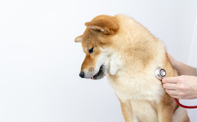 dog and stethoscope. the concept of veterinary treatment of animals and dogs