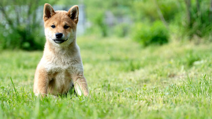 shiba inu puppy on the green grass