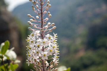flowers in the mountain