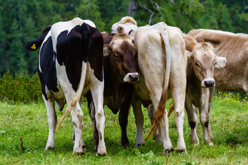 Cows in a row in the meadow