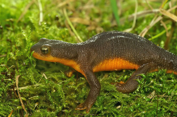 Closeup on a poisonous Californian Rough skinned newt, Taricha granulosa