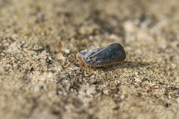 Closeup on the small and bluish Citrus Flatid Planthopper, Metcalfa pruinosa sitting on a stone