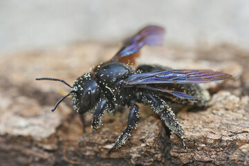 Closeup on a large Mediterranean Carpenter bee, Xylocopa violacea on wood
