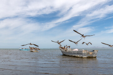 Group of pelicans sitting on old fisherman boats, La Paz, Mexico