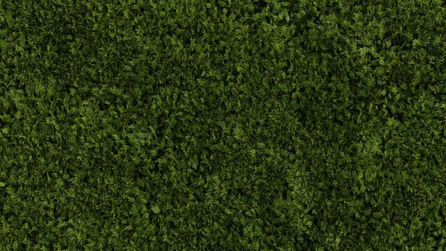 a background of leaves in wind. 3d animation of bush leaves. green leaf background with copy space