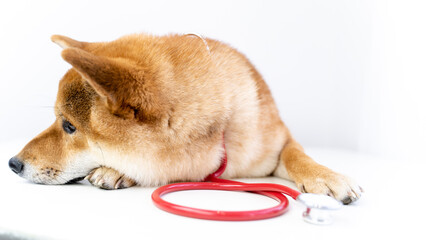dog and stethoscope. the concept of veterinary treatment of animals and dogs
