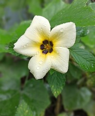 Obraz premium Flower