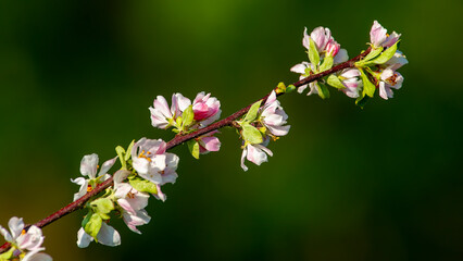 almond tree blossom photo shoot 