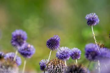 Wild plant,  mace thorn photo shoot