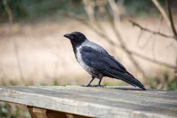 Black crow photographed in a park