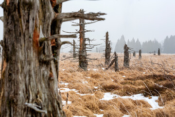 Vegetationstyp Hochmoor. Aufwuchs wie Fichten wird nach Möglichkeit kurz gehalten, wenn die Pflanzen nicht von selber absterben. 