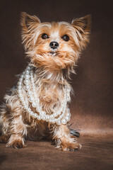 Mini Yorkshire Terrier mit Perlenkette