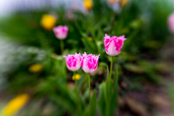 Detail of pink tulip blosson in spring