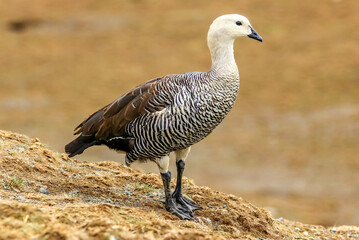 Magdalena Island, Punta Arenas, Chile