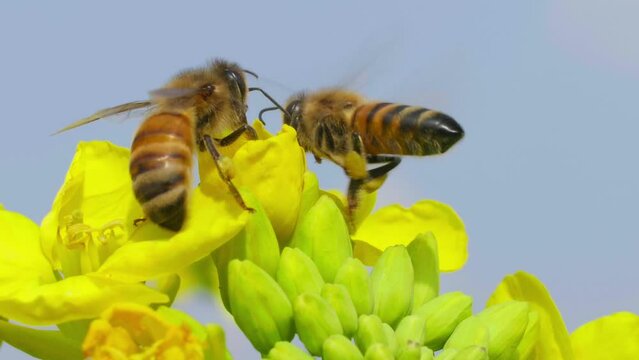two honey bees on yellow oilseed flowers flying slow motion insect in spring nature 