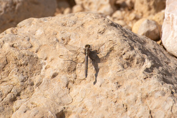 dragonfly resting on a rock in the desert